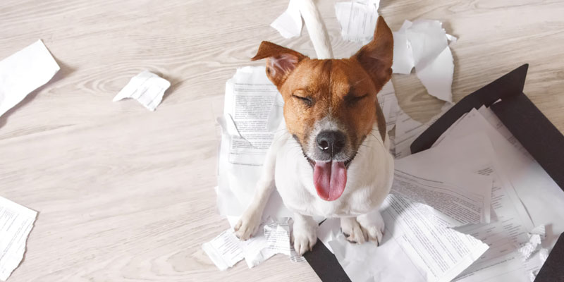 dog standing on top of ripped up paper